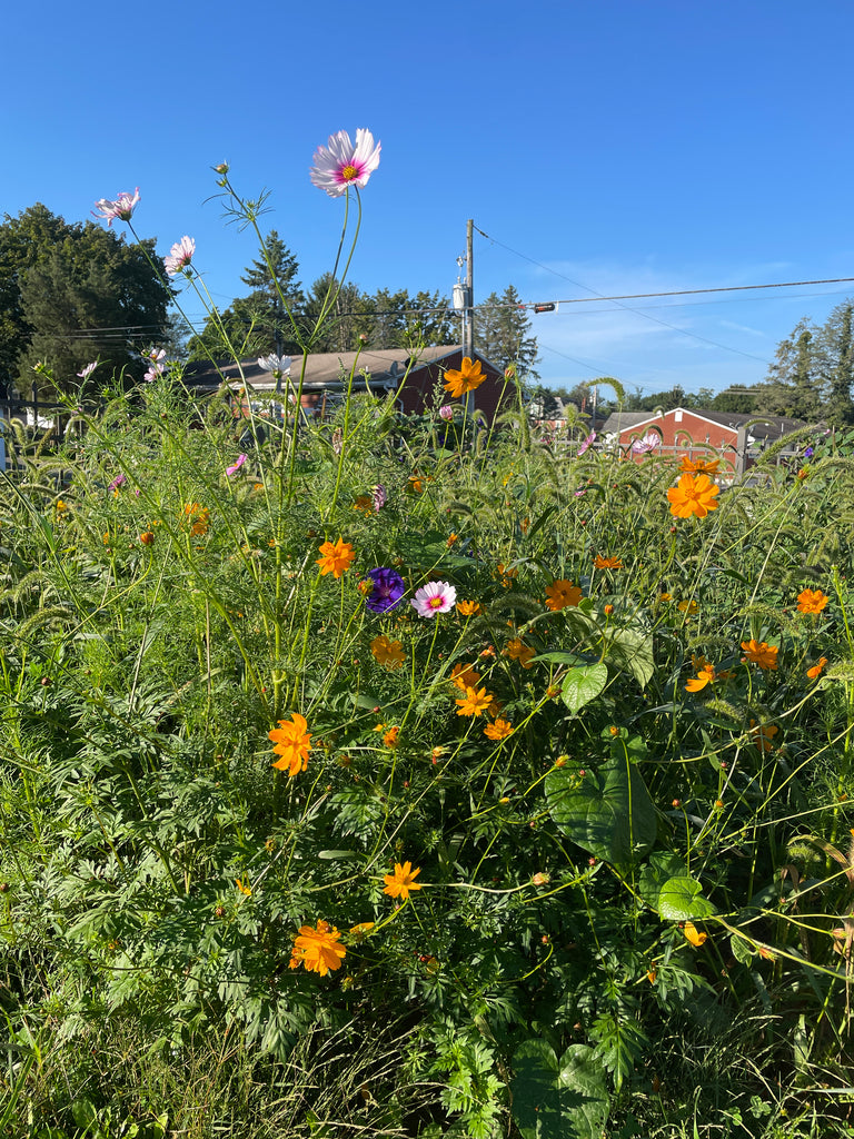 Organic Flower Farming