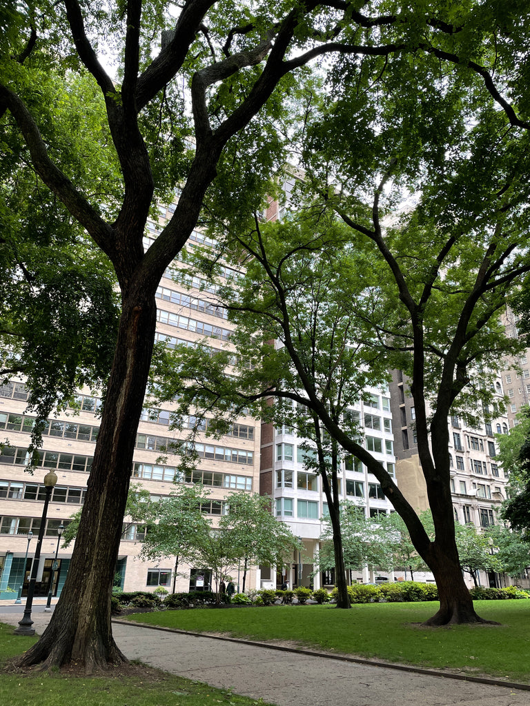 Rittenhouse Square Park with beautiful tall trees in Philadelphia.