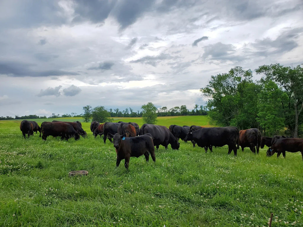 Not your Average Farm